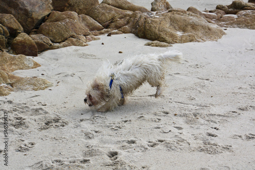 Little dog having fun on Pont-l'Abbé beach