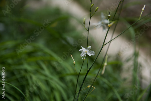 white flowers