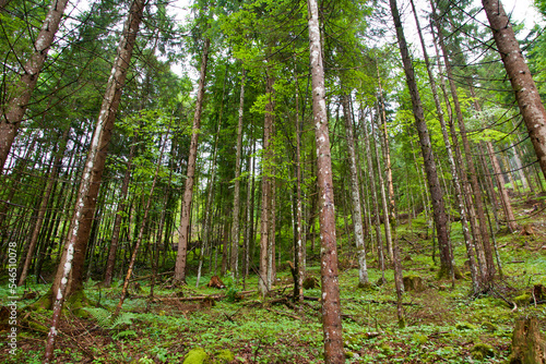 forest in the morning, Berchtesgadener Land