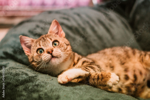 kitty cat