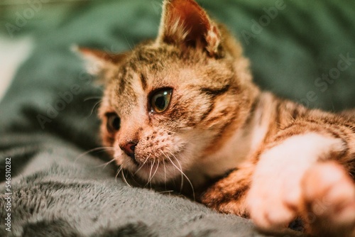 kitty cat