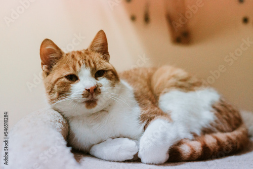 kitty cat