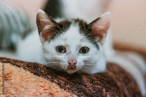 kitty cat 1
