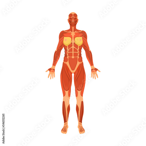 human muscular system of body. Organ system of human body vector illustration. Woman body structure on white background. Anatomy