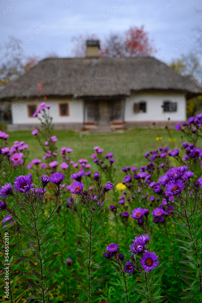 beautiful flowers in summer beautiful flowers in summer