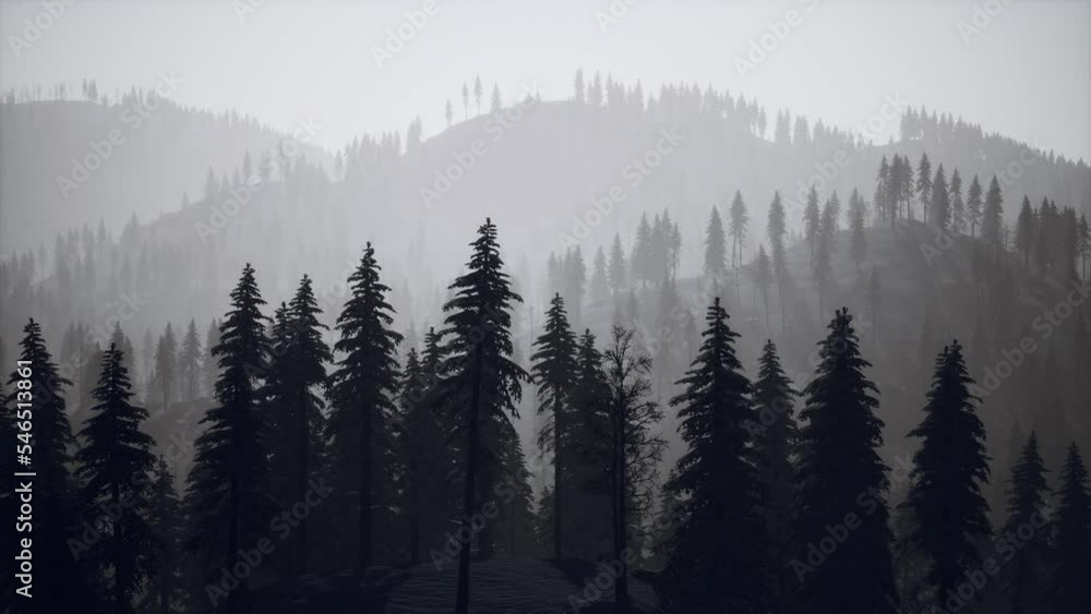 Morning winter forest in Carpathian Mountains Morning winter forest in Carpathian Mountains