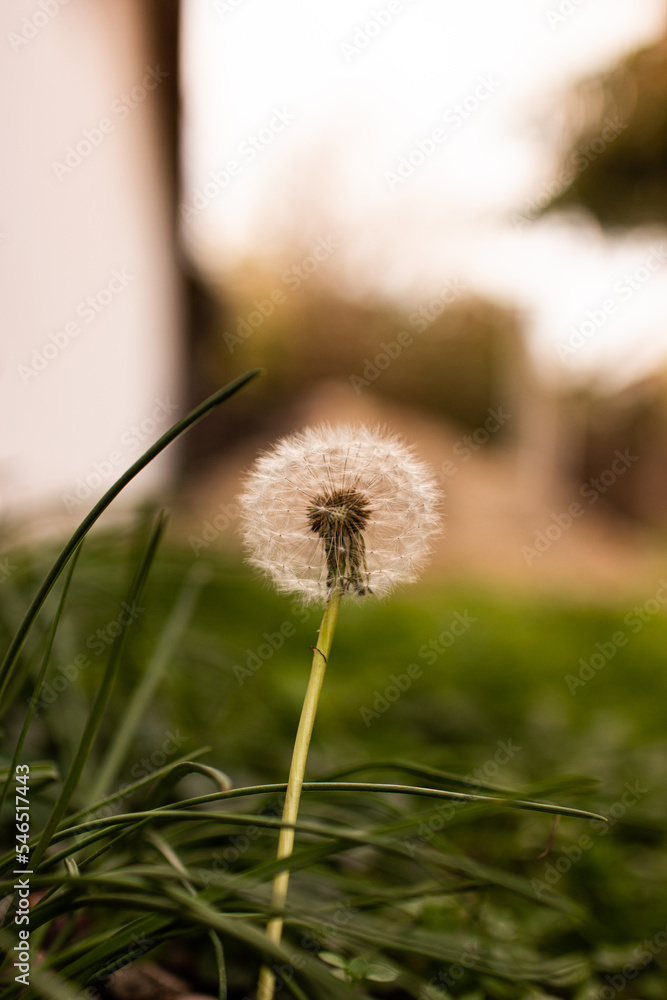Fototapeta premium close up of dandelion