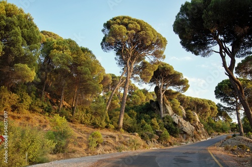 Stone pine forest on a sunny day, Aegean Region, Turkey