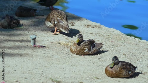 Ducks sitting and cleaning near pond  photo