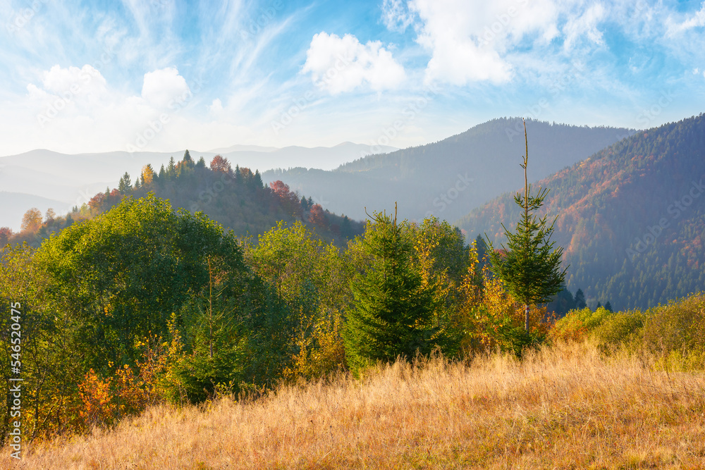 trees and meadows on the hills. mountain landscape on the warm afternoon in autumn. clouds on the blue sky