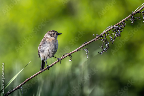 Stonechat on a branch, on a green background.