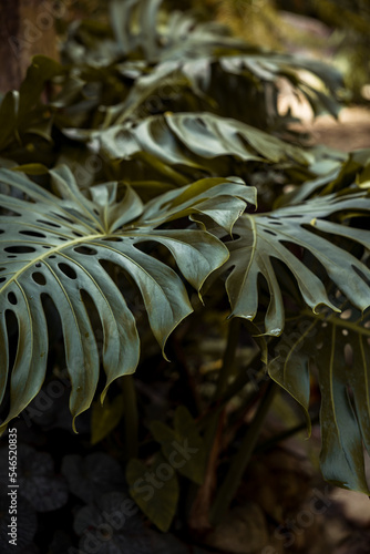 close up of a plant