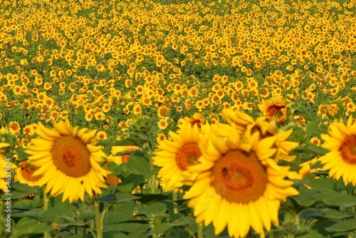 Beautiful field of bright sunflowers