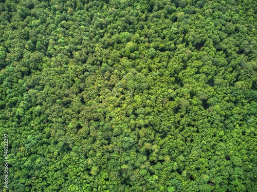 Murais de parede Green nature aerial forest landscape view