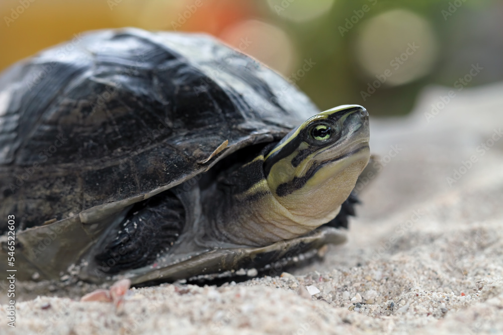 Fototapeta premium Ambonia turtle walking on sand, juveneli cuora amboinensis, animal closeup