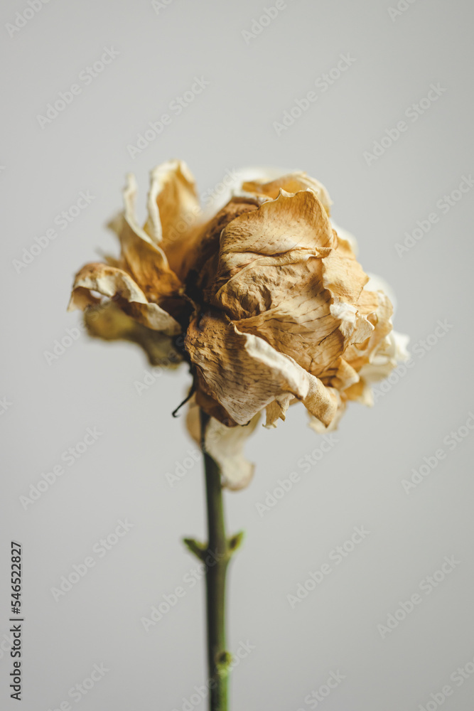 image to crop