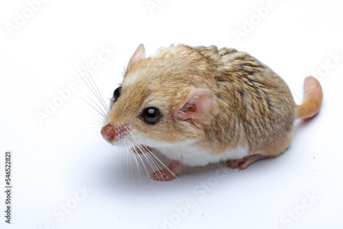 Gerbil fat tail isolated on white background   cute pet rodent  animals closeup