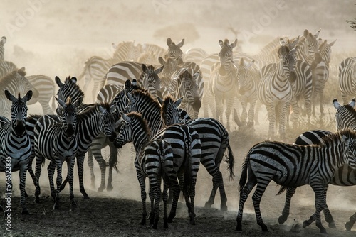 Photographie Zebra herd in Masai Mara Game Reserve of Kenya