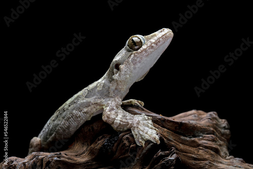 Flying gecko sitting on wood, aggressive reptile that likes to bite, gecko family, animals closeup photo