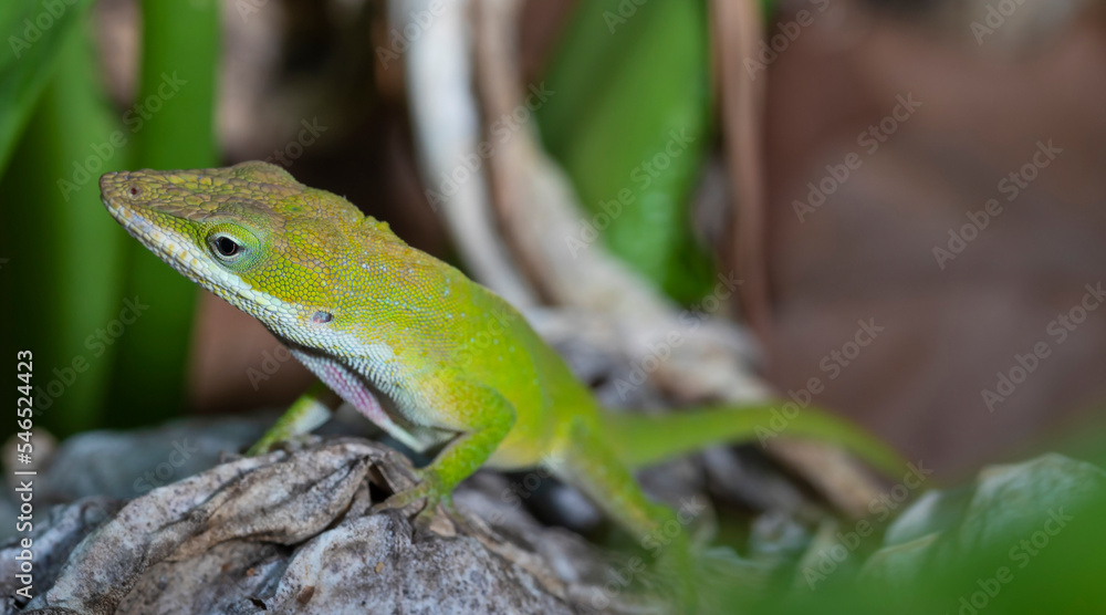 North Carolina gecko with copy space