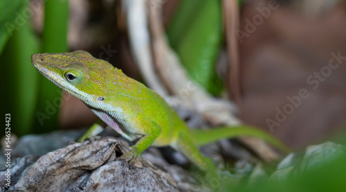 North Carolina gecko with copy space