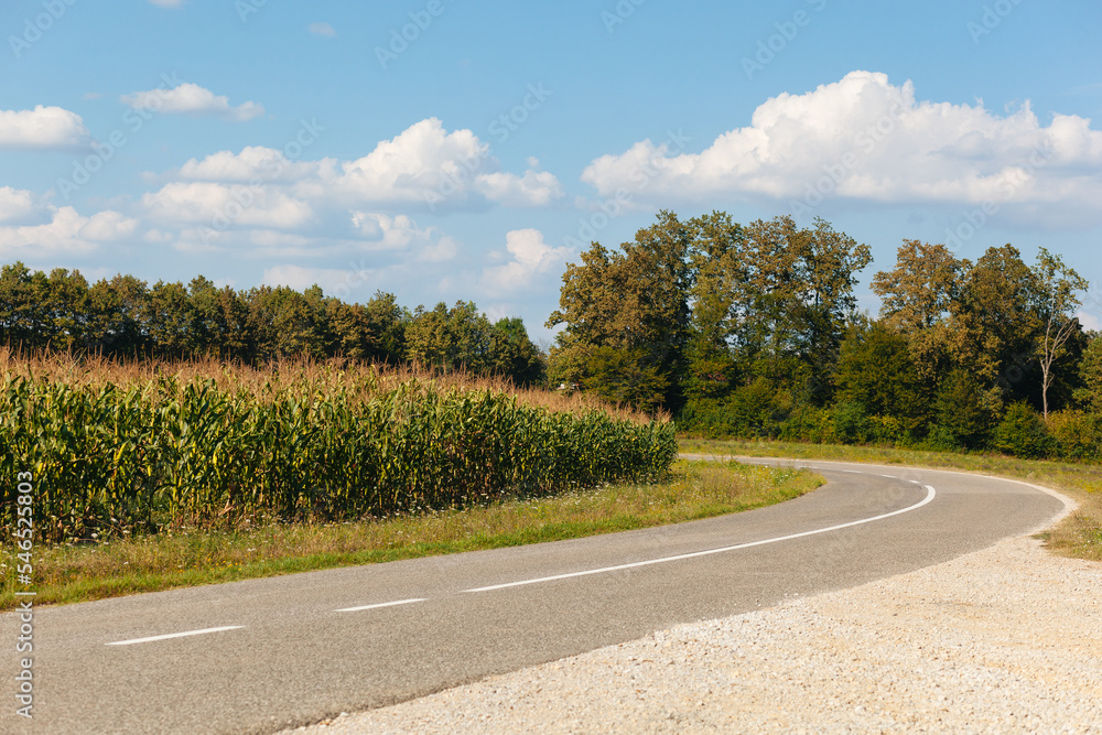Fototapeta premium Bend int the road with corn field on one side, and trees on the other, sunny day, blue sky with white clouds