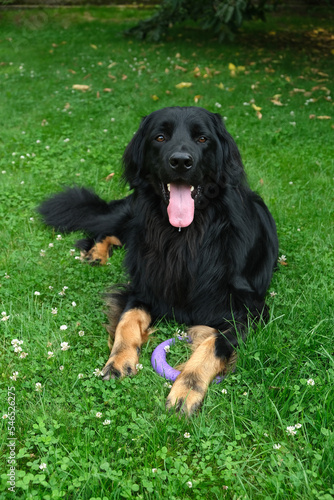 Purebred dog of the Hovawart breed lie on the grass, resting after active games. Breathes through an open mouth, tongue outside drop of saliva hangs from his tongue.