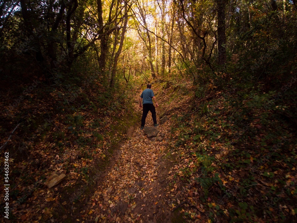 Photograph of an autumn walk in the forest of Raso la Cruz in the Sierra de Algairen in Moncayo de Zaragoza, a pleasant walk through orange trees and fallen leaves Photograph of an autumn walk in the forest of Raso la Cruz in the Sierra de Algairen in Moncayo de Zaragoza, a pleasant walk through orange trees and fallen leaves