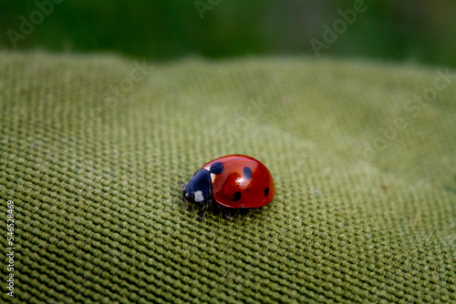 ladybug