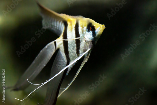 Portrait of freshwater angelfish or Scalare, Pterophyllum scalare, black white silver color photo