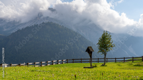 A tree and a bird house in grass in front of a forest hill in alps, Sauris, Italy