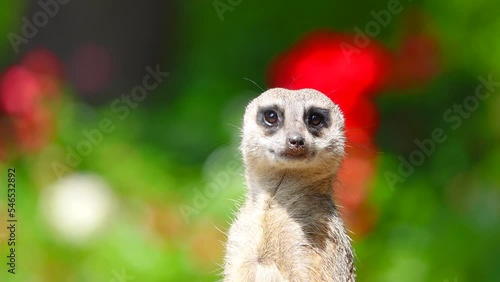 Wallpaper Mural meerkat stands on its hind legs against a blurred background Torontodigital.ca