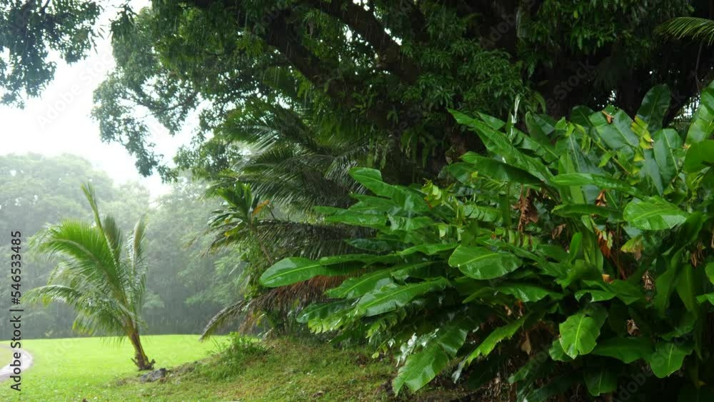 Wide shot with a path leading towards large banana leaves getting rained on Wide shot with a path leading towards large banana leaves getting rained on