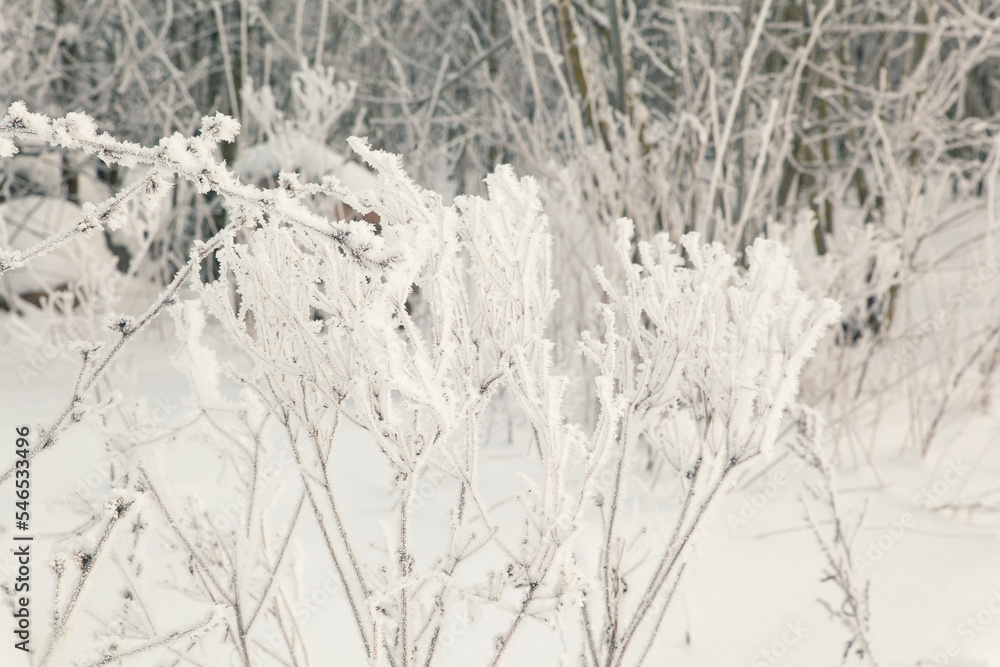 Snow and rime ice on the branches of bushes Snow and rime ice on the branches of bushes