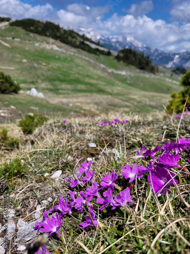 Purple crocus. Spring flowers in Alps mountains, green hills in Slovenia close up. 
