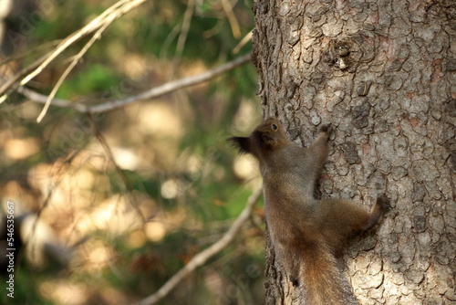 Chipmunk and Ezo squirrel in Hokkaido Eastern Park © kitaturi.com