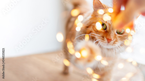 Cute ginger cat plays with  garland of light bulbs. Fluffy pet is trying to touch decorations for New Year or Christmas celebration. Horizontal banner with copy space.