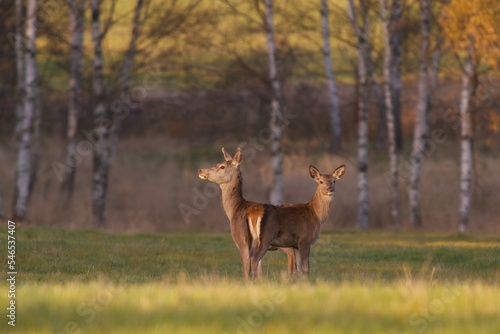 Two red deers female standing on the meadow. Cervus elaphus.  © Monikasurzin