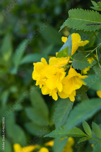 Krzew z żółtymi kwiatami na Cyprze