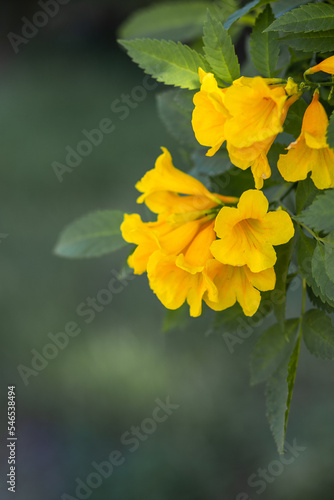 Krzew z żółtymi kwiatami na Cyprze