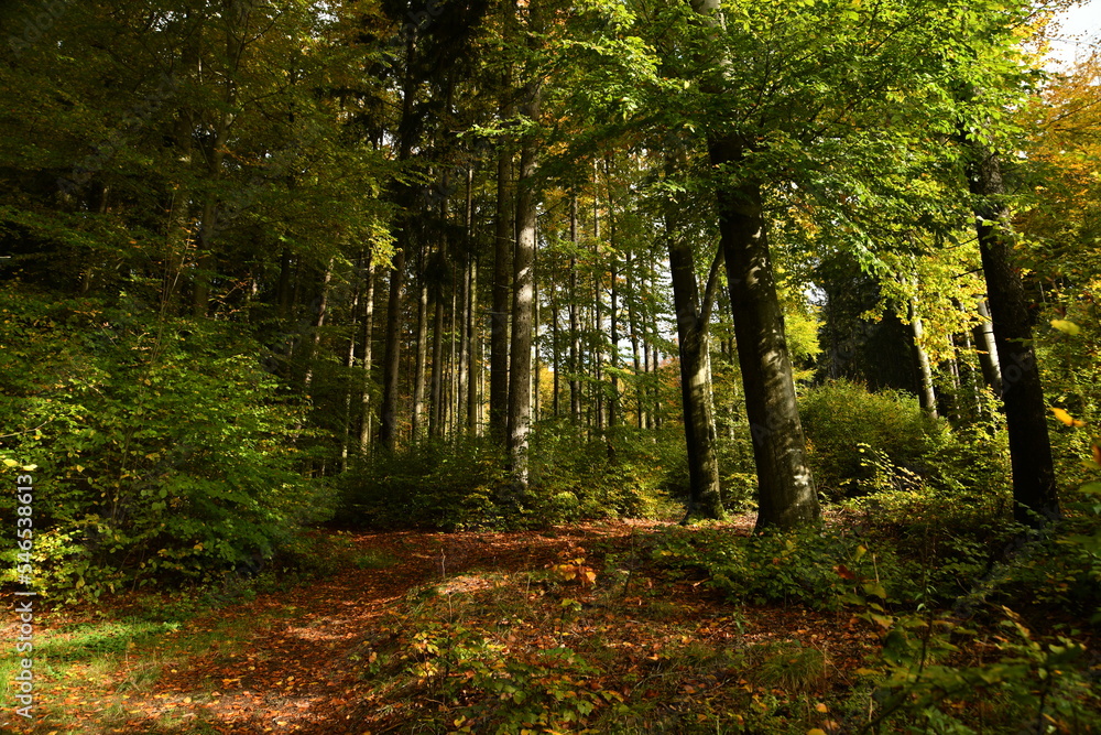 Obraz premium Verzweigt