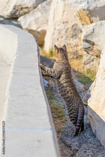 Ciekawski kot między skałami