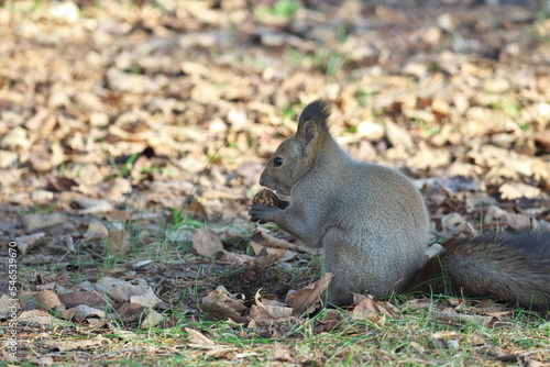 Chipmunk and Ezo squirrel in Hokkaido Eastern Park photo