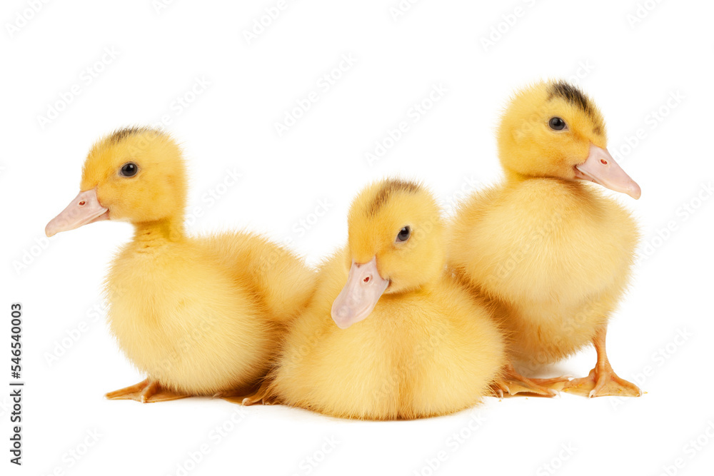 Three yellow ducklings on a white background, young poultry, close-up.