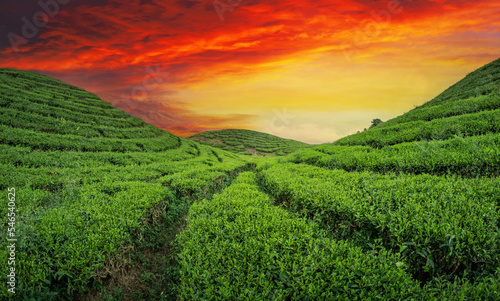 green tea plantations in  yellow sunset sky
