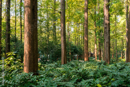 Fototapeta Naklejka Na Ścianę i Meble -  metasequoia trees in the forest