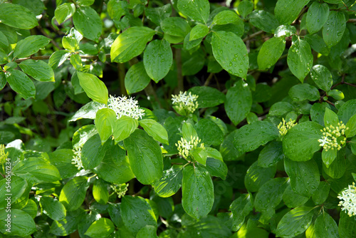 Cornus sanguinea, the common dogwood or bloody dogwood flowiring in spring photo