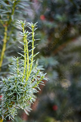 Prumnopitys andina League or Chilean plum yew evergreen coniferous tree. Poisonous plant with toxins alkaloids. Sprouts selective focus closeup with copyspace vertical. photo