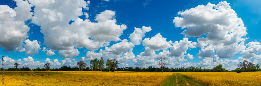 Obraz premium Panorama l view of white clouds in the blue sky in day light over the yellow rice fields and trees on a farmland in rural Thailand.Ripe rice field and sky landscape on the farm.