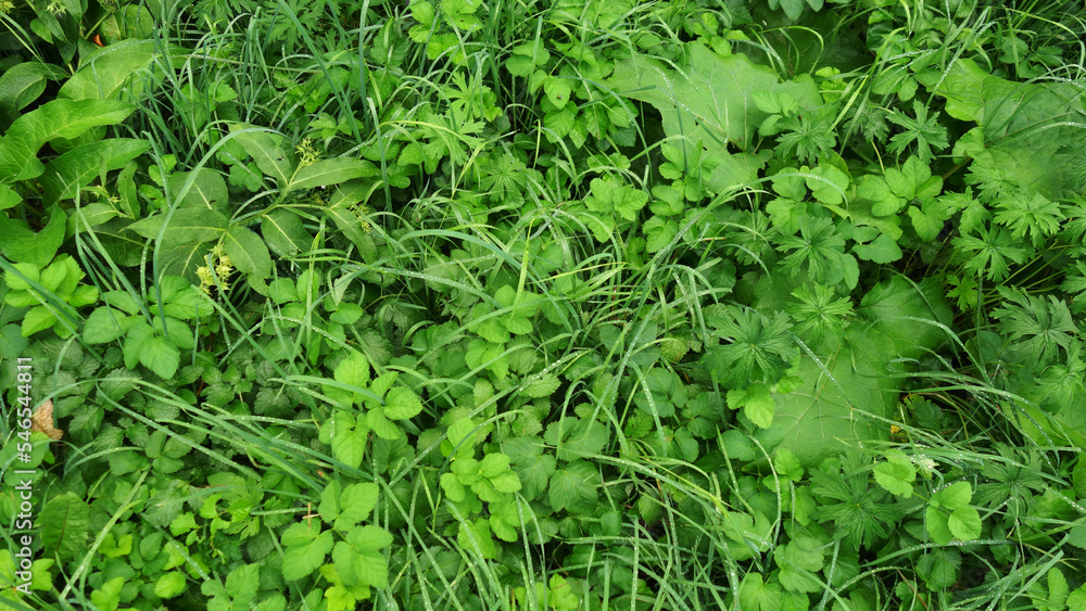 green grass background wall art or banner green grass background wall art or banner